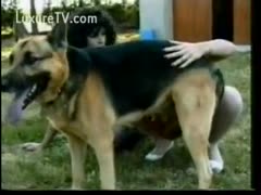 Large German Shepard being jerked off by a couple of sex hungry dilettante doxies 